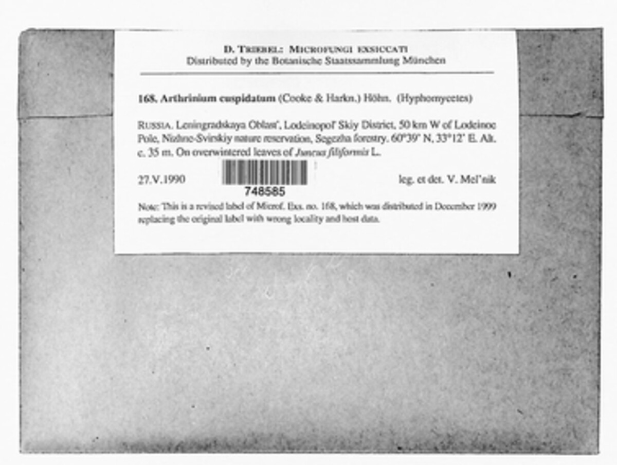 Arthrinium cuspidatum image